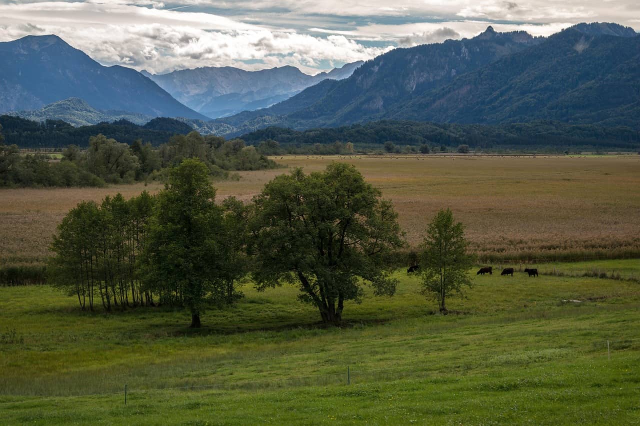 Im Vordergrund grüne Wiesen des Murnauer Moos. Im Hintergrund die Bergkulisse im Landkreis Garmisch-Partenkirchen.