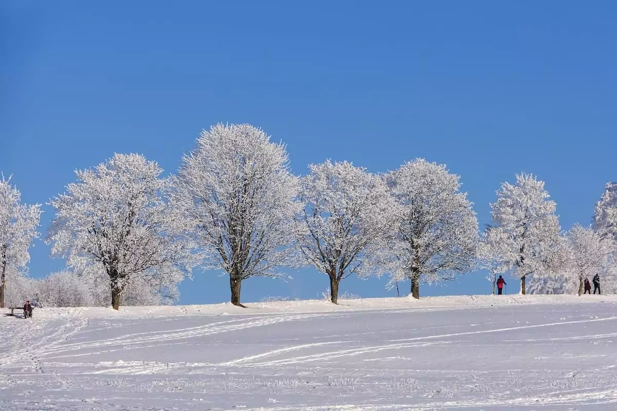 winterwanderer auf einem weg gesäumt von schneebedeckten bäumen